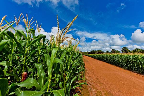 BASF apresenta portfólio de inovações no Seminário Nacional do Milho