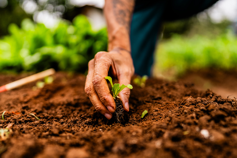 Biorremediação ganha espaço no campo como alternativa para mitigar efeitos de defensivos agrícolas no solo